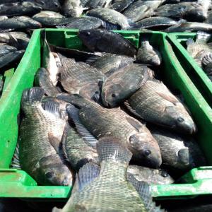  Tilapia Oreochromis Niloticus Frais Et Congelés - poissons nous vendons du tilapia oreochromis niloticus bio produits dans les normes haccp. veuillez nous contacter merci