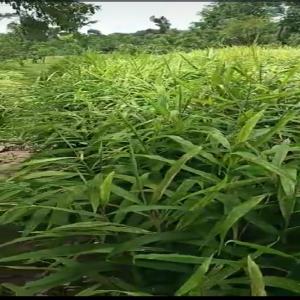  Vente De Gingembre - épices aromates vente de gingembre bio et conventionnel toujours frais et nous disposons d'une très grande quantité. nous sommes au burkina faso et nous livrons partout. le bio est certifier par cnabio. --- gingembre bio - 500.000 franc cfa par tonne--- gingembre conventionnel - 350.000 franc cfa par 