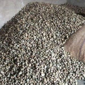  Cajou Sesame Soja Derivees - fruits secs et graines grillées nous sommes des producteurs de noix de cajou - soja - s&eacute;same. produits de qualit&eacute;.--nous pouvons vous fournir de la noix de cajou brute ou d&eacute;cortiqu&eacute;e;  du s&eacute;same blanc ou noir,  du soja. nous pouvons aussi vous fournir des coques de noix de cajou.--quelque soit vot