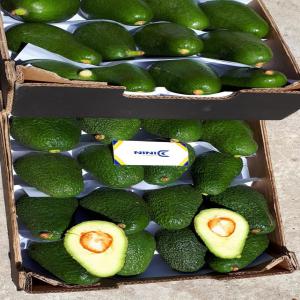  Avocats Fruite Et Hass - fruits et légumes pour la nouvelle saison des avocats nous mettons a votre disposition la meilleure qualit&eacute; des avocats fruit&eacute; et hass conditionn&eacute;s pour export vers l'europe