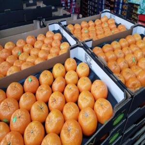  Clémentines De Qualité Supérieure - fruits et légumes entreprise espagnole familiale spécialisée vente en gros des fruits et spécialement en clémentines de gros calibres et de qualité supérieure pour un prix très compétitif,  nous sommes des leaders sur le marché,  pour plus d'informations co