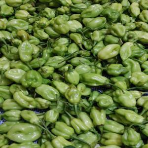  Vente De Fruits Et Légumes En Quantité - fruits et légumes vente de fruits et legumes--bonjour,  nous vous proposons de divers piments ,  citrons et mangues en grande quantité. nous sommes au sénégal et exportons partout dans le monde. n'hésitez pas à nous contacter en cas de besoin. merci (...) ...--annonceur de senegal