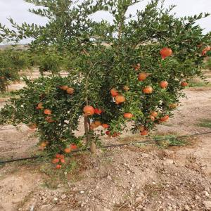  Vente 30 Ha Surface Globale - fruits et légumes je cherche à vendre une exploitation agricole 30 ha de surface globale ou un partenaire economique. ----située à oued sefioune et implantée depuis 2017 à 32 km de sidi bel abbès.--cette exploitation agricole est composée de 25 ha de culture net,  10 ha