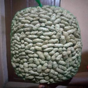  Arachides Fraiches - fruits et légumes vends des arachides fraiches livrée en france ou en belgique,  en europe.--nous produisons des arachides fraiches exportables en europe.--bien nettoyées et de qualité supérieure.--prix de vente compétitif - 0, 70€/kg--
