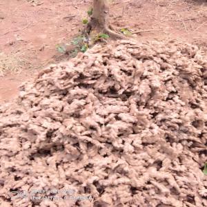  Gingembre Frais - épices aromates bonjour, --nous disposons de plus de 7tonnes de gingembre frais,  nous cherchons un clients sérieux pour nous les acheter et en faire un partenariat durable. nos production évolue de 25-30 tonnes ,  un bon business a ne pas rater. --je reste à l'écoute de vos propositions de