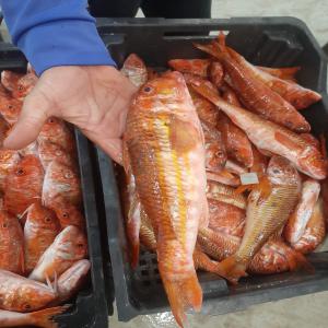  Des Poissons Frais Et Congelés - poissons je représente une société qui dispose d'une grande quantité de poissons à vendre --des poissons frais et congelés (crustacés,  céphalopodes,  et bleus)--pour plus d'informations merci de nous contacter 