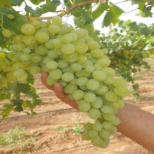  Contrat Partenariat Exploitation Agricole 30ha - fruits et légumes situ&eacute;e &agrave; oued sefioune et implant&eacute;e depuis 2017 &agrave; 32 km de sidi bel abb&egrave;s. cette exploitation agricole est compos&eacute;e de 25 ha de culture net 10 ha de grenade type acco et 15 ha de raisin (victoria 4 ha et muscat italia 11 ha) et 5 ha comprenant les routes 