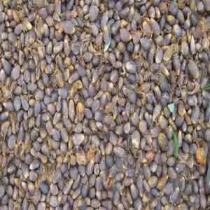  Partenaires Acheteurs Solides Pour Noix De Palmis - fruits secs et graines grillées je veux un partenaire acheteur solide pour acheter noix de palmistes décortiqués ou non chez moi.je suis siégé au bénin et au togo.--je suis à votre écoute.--cordialement. 