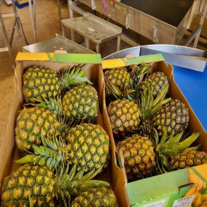  Ananas Md2 - fruits et légumes  nous avons le plaisir de vous annoncer que notre campagne d'ananas est toujours en cours nous conditionnons dans des cartons de 13kg. veuillez nous contacter pour tous les autres details