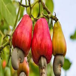  Exportateur De La Noix De Cajou - fruits secs et graines grillées •	nous sommes une coopérative basée en côte d'ivoire et spécialisée dans la commercialisation des noix de cajou (anacarde) de très bonne qualité et dans l’achat vente de produits agricoles notamment le maïs,  l’hévéa.--nous sommes à