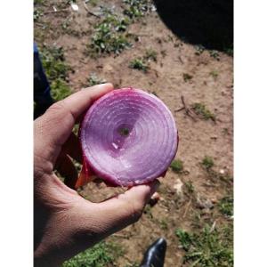  Oignons Haute Qualité Du Maroc - fruits et légumes en tant qu’exportateur d’oignons au maroc,  nous proposons des oignons de haute qualité à un prix compétitif. nous exportons des oignons marocains vers les pays européens,  l'afrique et pays du moyen-orient.--nous sommes fiers de notre capacité à adapter nos o