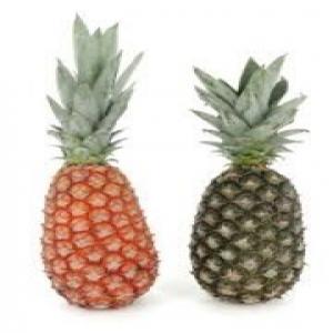  Ananas Pain De Sucre Cayenne Lisse Ou Md2 - fruits et légumes nous avons développé la filière ananas  pain de sucre ,   cayenne lisse ,   md2  de l'afrique de l'ouest pour --vous et pour vous approvisionner à un prix compétitif.--nos produits peuvent etre certifiés labellisés bio ou pas ---notre expertise fond&eac