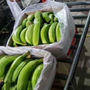  Banane - fruits et légumes  nous avons le plaisir de vous annoncer que notre campagne de banane est toujours en cours nous disposons de tous les types de calibre. nous faisons en plus de la banane douce de la banane plantain nous conditionnons en cartons de 18 5kg veuillez nous contacter si int&eacute;ress&eacute;