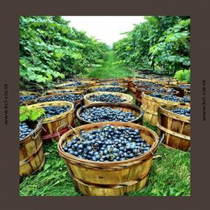  Export Saint Emilion, Bordeaux Sup - vins  nous souhaitons avoir notre propre marque pour l'export. nous cherchons des bordeaux sup&eacute;rieurs (rouge blanc ros&eacute;) merlots (rouge blanc ros&eacute;) cabernet (rouge blanc ros&eacute;) saint emilion vins de table doux (rouge blanc ros&eacute;) pour 1 con