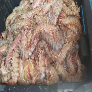  Des Poissons Frais Et Congelés Made In Tunis - poissons bonjour nous cherchons des clients en france,  italie,  allemagne et canada afin d'établir un contrat pour la vente de nos produits . des poissons frais et congelés (crustacés,  céphalopodes,  bleus) sont exportés depuis la tunisie.--si vous etes intéressé
