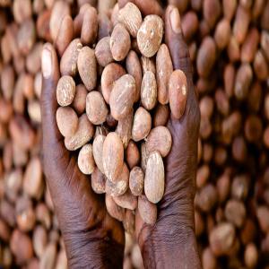  Société Des Produits Tropicaux - fruits secs et graines grillées suite au lancement de la campagne d'amende/noix de karité par le gouvernement béninois le 15 septembre 2022 dernier, notre société basée au bénin fait partie des sociétés privées éligibles sélectionnées pour l'exploit