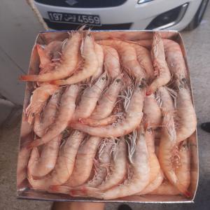  Poissons Rais Et Congelés - poissons nous sommes produisons des poissons frais et congelés (crustacés,  céphalopodes,  bleus ) exportés depuis tunisie--si vous etes intéressé veuillez nous contacter  