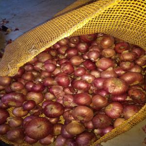  Miel/epices/oignions/cannelles - autres nous sommes une entreprise malgache qui peut fournir des tonnes de cannelles ou autres epices du miel que vous d&eacute;sireriez et aussi des tonnes d'oignions. nous cherchons des clients s&eacute;rieux. 