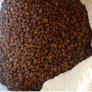  Nous Fournissons Des Graines De Caroube D'algérie - semence graine plant nous fournissons des graines de caroube d'alg&eacute;rie avec la meilleure qualit&eacute; pour tous les pays europ&eacute;ens