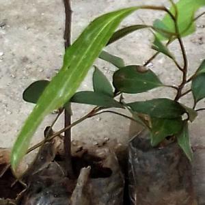  Pépinières De Jacquier, Cannelier, Anti-serpent, - semence graine plant pépinières de jacquier,  canneliers,  anti-serpent,  scincepallium,  jamboisiers--