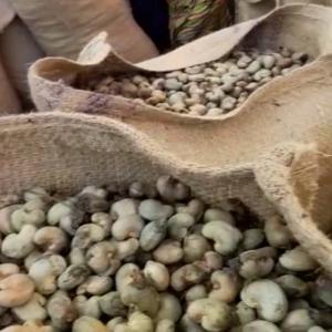  Noix D'acajou Saison 2022 Bien Trié Et Emballé - céréales bonjour--je dispose d'un stock de 500 tonnes de noix d'acajou saison 2022 au mali et besoin de client &agrave; un prix raisonnable.--le stock est tr&egrave;s bien tri&eacute; et emball&eacute; convenablement. images en illustration au besoin!