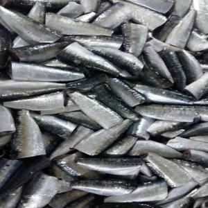  Sardine Conserves/boites Hgt - conserve semi conserve sardine pilchardus avec ouverture facile qualit&eacute; export huile de tournesol huile de soja huile piment&eacute;e boite de 125gr et 90gr net &eacute;goutter avec dlc 4 ans 50 boites par carton 3250 carton par container 20  flc fiche technique proforma sur demande       sardines