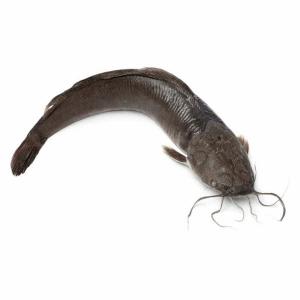  Vente De Poisson - poissons nous disposons d'une quantité énorme de poisson chad,  des tilapia et des alevins .--nous recherchons des client potentiel.--