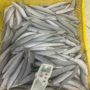  Poissons Congelés - poissons nouvelle société créée en août 2022 dont le siège social est situé à laayoune ville maroc . nous sommes spécialisés dans la transformation,  la congélation et l'exportation des produits de la mer et nous cherchons à &e