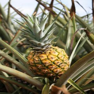  Ananas Frais Cayenne Et Pains De Sucre - fruits et légumes recherche de grandes partenariat gagnant gagnant pour la commercialisation et la mise sur le march&eacute; international de 5 hectares d'ananas frais cayenne et pains de sucre dans le sud-est du b&eacute;nin de tr&egrave;s bonne qualit&eacute;s et bio .--tous partenaire  int&eacute;ress&eacute; peuv
