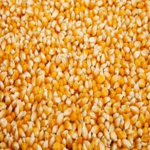  Vente Des Produits Céréaliers - semence graine plant pour la fin de cette campagne agricole,  nous disposons d'une grande quantité des produits céréaliers à savoir le maïs,  le sésame et l'arachide--pour toute besoin nécessaire veuillez nous contacter 