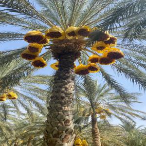  Client Pour Achat De Datte - fruits et légumes on est une société d’export de dattes algérienne deglet nour 1 er choix  issue des meilleurs regions du désert,  on cherche des clients en europe a long terme (france,  espagne,  italie,  allemagne...)