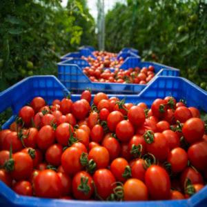  Fruit And Vegetables Supplier - fruits and vegetables  the nadorcott mandarin harvest has just started. don't hesitate to ask us for a free no obligation quote to supply your points of sale we are a young import export company for seasonal fruits and vegetables based in agadir morocco. we work with a network of producers that we have selecte