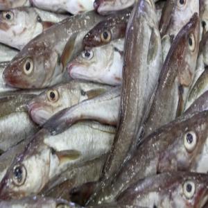  Merlans Petit - poissons nous cherchons des clients au maroc pour vendre des merlans petit --si vous etes int&eacute;ress&eacute; veuillez nous contacter --