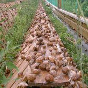  Escargots Maroc - coquillage crustacé ferme  cherche clients contrat longue dur&eacute;e pour vente escargots.--calibres sur demande --grandes quantit&eacute;s --europe/ canada/ usa