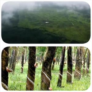  Plantations D'hevea De 178 Ha En Production En Ve - mine terrain concession en c&ocirc;te d'ivoire dans la zone de toumodi , nous c&eacute;dons pour une famille 178 ha de plantations d'h&eacute;v&eacute;a avec certificat foncier.--le champ est en production depuis 11 ans,  le champ est bien entretenu.----le prix &agrave; l'hectare est de 7000000 fr francs cfa 