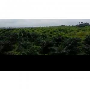  Plantation De Palmier Huile Vendre En Côte D' - mine terrain concession plantation de 58 ha 12 ares en vente à toumodi moronou en production depuis 7 ans à 7000000 francs cfa/ha.--titre- certificat de propriété 