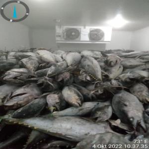  Exportations De Poisssons Thon - poissons la compagnie fournie du thon skipjack,  ravil,  bonito. nous travaillons au plus pres avec des armateurs thailandais,  de la malaisie,  indonesie,  chine,  turquie,  etats-unis et norvege. notre compagnie peut fournir plus de 300 000 tonnes de thon et autres poissons par an. nos thons sont congeles et leur