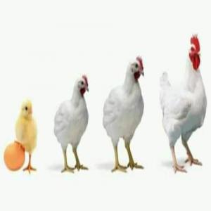  Producteur De Poussin D'un Jour Au Cameroun - autres  &agrave; tous nous sommes une entreprise en production de poussin d'un jour apr&egrave;s yaound&eacute;. pour le moment nous sommes encore en cr&eacute;ation et nous comptons vous fournir les poussins d'un jour avec une couveuse de capacit&eacute; de 50000 oeufs d'ici le mois de fin mars