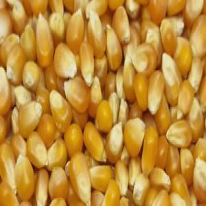  Maïs Popcorn, Sucre Cristal, Fruits Secs - céréales nous sommes une soci&eacute;t&eacute; situ&eacute;e en r&eacute;gion parisienne. nous vous proposons du maïs jaune et rouges pour popcorn 900$ la tonne,  du sucre cristal blanc icumsa45 prix port d'anvers,  port du havre - 840$ la tonne,  chargement du container sous 4 jours. raisins s&eacute;ch&eacute