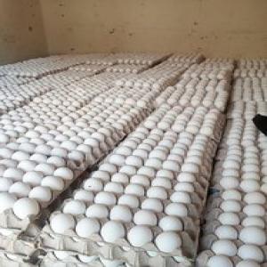  Recherche De Fournisseur Oeufs De Poules - autres bonjour, --urgent!!!--nous sommes à la recherche de fournisseurs sérieux au sénégal  pouvant nous approvisionner en oeufs en grande quantité (2000 tablettes/mois)