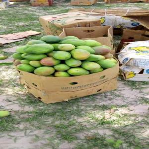  Foodstuff Trading - fruits and vegetables --bonjour je suis negociant de produit agro-alimentaire fruit et l&eacute;gume nous sommes &agrave; la recherche d'un partenaire serieux auquels on peut lui fournire les produits durant toute l'ann&eacute;e.spices,  cereals,  nuts,  seeds,  oilseeds and hard materials