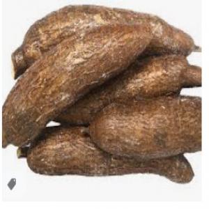  Vente De Manioc En Côte D'ivoire - féculents je suis producteur de manioc en côte d'ivoire et dispose d'une exploitation agricole de 20ha de manioc.--je propose du manioc à la vente.--veuillez me contacter pour toute information complémentaire.--je suis également disposé à établir une relation d'