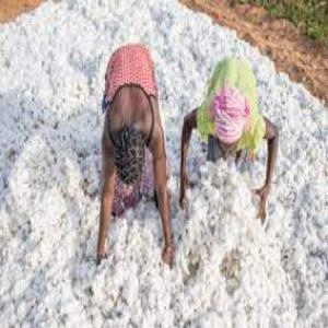  Coton Fibre Bola Super - autres nous disposons actuellement  du coton fibre bola's de qualité supérieure.--- restriction -aucune--- conditionnement -fob--- prix  - 2.53 euro le kg--- quantité -5000 tonnes---disponibilité- immédiat 