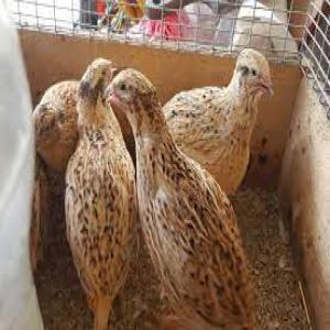  Viande Et Oeufs De Caille - viandes et oeufs nous avons en quantité suffisante des  cailles et des oeufs de cailles à vendre. pour tout commande,  vous pouvez nous contacter. 