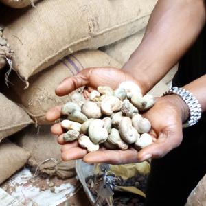  Recherche De Partenariat - fruits secs et graines grillées  notre association est disponible &agrave; vous fournir les mati&egrave;res premi&egrave;res telles que le noix de cajou le soja et autres. nous recherchons un partenaire pour le destockage de nos 300 tonnes de noix de cajou disponible actuellement . nous voudrions aussi un partenaire po