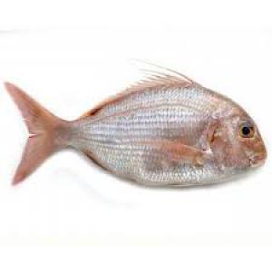  Besoin De Fournisseurs Poissons - poissons bonjour, --la société basée au sénégal et dont la je suis la responsable achat est spécialisée dans la vente de poissons congelés. en vue de satisfaire la demande élevée de notre clientèle nous souhaitons travailler avec d'a