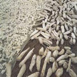  Cossette Manioc Séché - fruits secs et graines grillées nous sommes producteur de manioc à grande échelle et nous  disposons de cossette de manioc (manioc séché) ordinaire en grande quantité à vendre. nous pouvons fournir 100 tonnes de manioc séché chaque semaine. nous sommes aussi disponible pour u