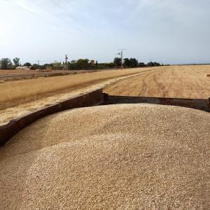  2.5 Tonne D'orge De Superbe Qualité Disponible - céréales 2.5 tonne d'orge de superbe qualité disponible pour vente  avec possibilité d'expedié au dela du maroc pour plus de renseignement veuillez nous contacter 