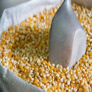  Noix De Cajou, Sesame, Soja Disponible En Stock - céréales nous sommes sp&eacute;cialis&eacute;s dans la commercialisation de c&eacute;r&eacute;ales tel que la noix de cajou,  le s&eacute;same,  le soja,  le mais jaune &agrave; la recherche de clients s&eacute;rieux d&eacute;sireux d'avoir des produits de tr&egrave;s bonne qualit&eacute; &agrave; un prix abord