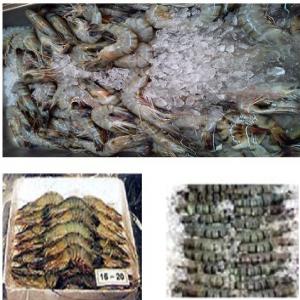  Frozen Shrimp - crustacean shell dear sir/madam,  (hs 030613)--we would like to offer- frozen shrimp. mainly- black tiger (pennaeus monodon) and white shrimp (litopennaeus vannamei). iqf or block frozen. packaging- vacuum pack,  tray pack. more tray pack in sea-worthy export cases (double-wall carton box with wax coating). shrimp siz